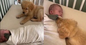 Cucciolo di Golden Retriever si scioglie sopra il fratellino umano e commuove il web (VIDEO)