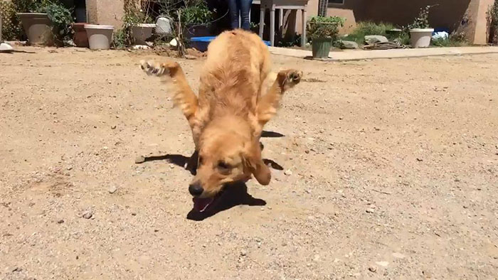 Golden Retriever deforme