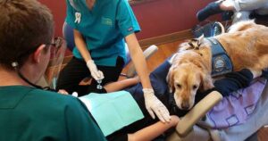 Cagnolino fa da assistente in uno studio dentistico: aiuta a far rilassare i pazienti durante le visite