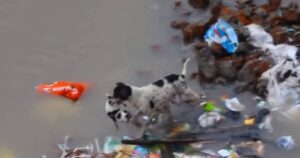 Cagnolina rischia la vita pur di mettere in salvo i suoi cuccioli nel pieno di un’alluvione (VIDEO)