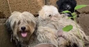 Cagnolina con disabilità viene salvata dalla strada insieme ai suoi due cuccioli: il soccorritore affronta a proprie spese le cure (VIDEO)