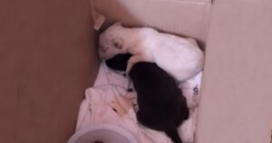 Donna trova due adorabili cuccioli abbandonati in una scatola (VIDEO)