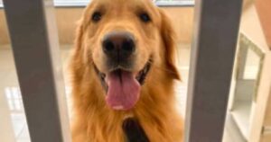 Golden Retriever va dal toelettatore ma torna calvo: per il padrone è irriconoscibile (VIDEO)