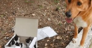 Cane da salvataggio conduce i soccorritori verso alcuni gattini abbandonati: da quel momento è la loro mamma adottiva (VIDEO)