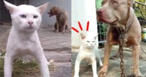 Gattino pensa di essere un cane, dopo essere stato allevato dai Pitbull (VIDEO)