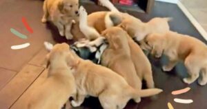 Nove cuccioli di Golden Retriever attaccano “senza pietà” un Husky siberiano: il video è virale (VIDEO)
