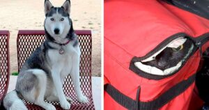 Husky avverte la presenza di un animale nascosto dentro una borsa abbandonata