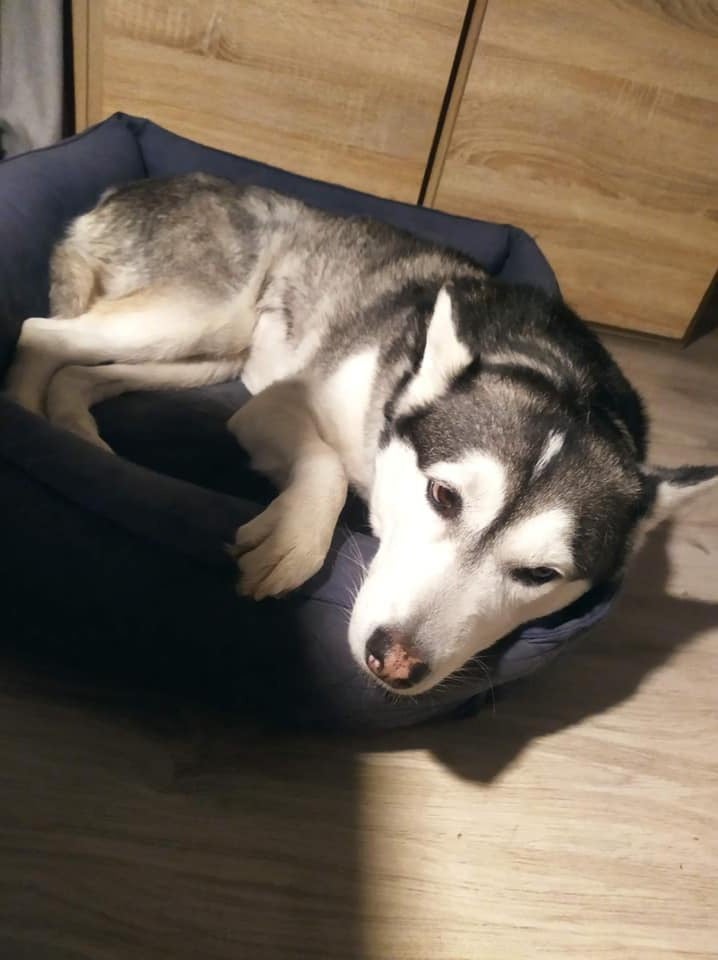 husky chiodi