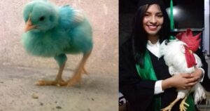 La storia di Randall, il gallo colorato che è sopravvissuto più di dieci anni (VIDEO)