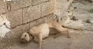 Cagnolino incatenato da giorni a un muro: aspettava solo che qualcuno si accorgesse di lui (VIDEO)