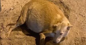 Cagnolina randagia incinta di 12 cuccioli reclama l’attenzione dei passanti per chiedere aiuto, fino a perdere quasi le forze