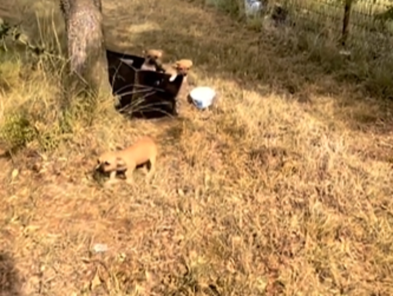 mamma e figlia trovano una scatola con all'interno quattro cuccioli