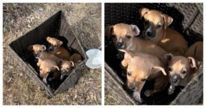 Mamma e figlia trovano una scatola in un campo con all’interno quattro cuccioli (VIDEO)