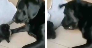Mamma cagnolina alle prese con un cucciolo davvero ribelle (VIDEO)