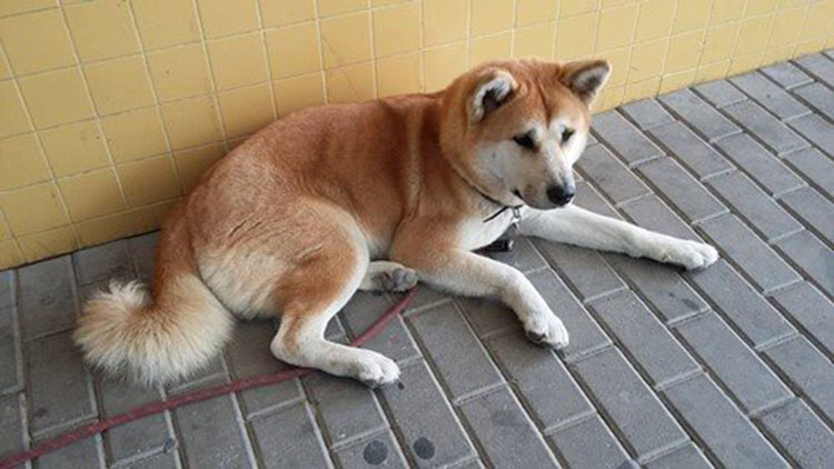 cagnolina maya