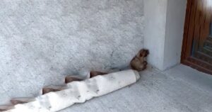 Cagnolina viene investita e si nasconde in un angolo continuando a piangere per il dolore (VIDEO)