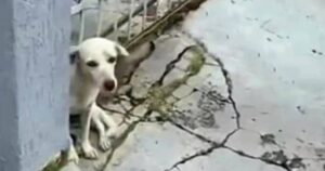 Cagnolino abbandonato si nascondeva, afflitto, dietro a un muro (VIDEO)