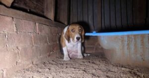 Due investigatori scoprono che in un allevamento di cani razza Beagle una mamma ha nascosto i suoi cuccioli per paura