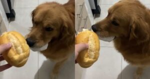 L’uomo cerca di negoziare con il Golden Retriever ma alla fine ne resta perplesso (VIDEO)