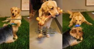 Golden Retriever si rattrista dopo aver perso il suo giocattolo preferito: il video della sua reazione (VIDEO)