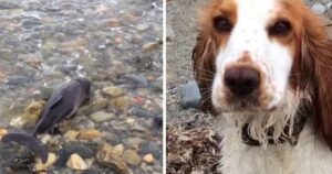 Cagnolina trova un delfino spiaggiato e non si muove da lì finché non lo riportano in mare (VIDEO)