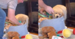 Un uomo aiuta il Golden Retriever a trovare il suo giocattolo preferito e scioglie il web (VIDEO)