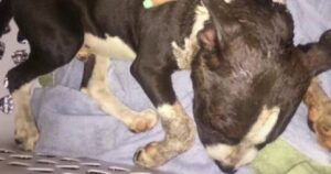 Cucciolo di Pitbull crolla davanti all’abitazione di uno sconosciuto: l’uomo lo salva da un destino tragico (VIDEO)