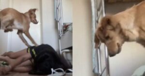 Il tutor finge di svenire e la reazione del Golden Retriever diventa virale (VIDEO)