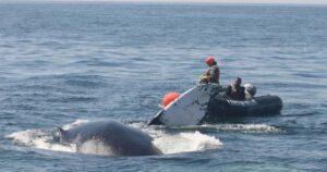 Soccorritori liberano la balena intrappolata nella rete da pesca