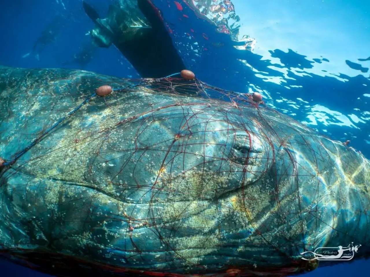 Soccorritori liberano la mamma balena intrappolata nella rete da pesca a largo di Cape Ann, in Massachusetts.