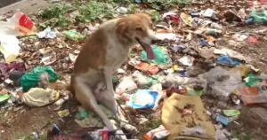 Soccorritori riescono a salvare questo cane paralizzato che strisciava tra la spazzatura (VIDEO)