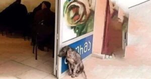 Cagnolino si appoggia ogni giorno al muro del ristorante, in attesa di ricevere gli avanzi (VIDEO)
