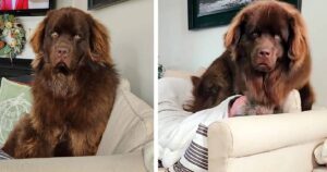 Cagnolino Terranova gigante viene cacciato dall’asilo per cani per le sue dimensioni: i proprietari sono preoccupati per il suo atteggiamento (VIDEO)