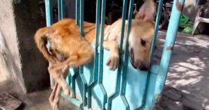 Cagnolina intrappolata in un cancello urla di dolore, poi per fortuna accorrono a liberarla (VIDEO)