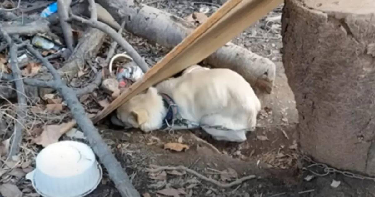 Cucciolo di cane ha vissuto un inferno nei primi mesi della sua vita: è ...