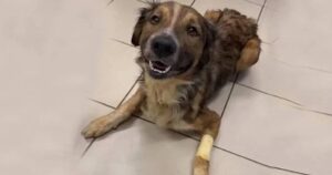 Cucciolo di cane paralizzato subisce il freddo e la pioggia sul ciglio di una strada, ma non perde mai la speranza di essere aiutato (VIDEO)