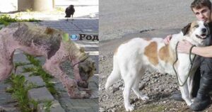 L’impressionante trasformazione di una cagnolina abbandonata ridotta pelle ed ossa con la rogna: a salvarla è stato un post su Facebook