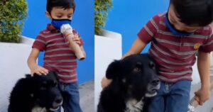 Un bambino intervista dei cani randagi per un compito e diventa virale (VIDEO)