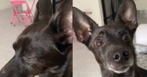 Cagnolino capisce che la sua padrona vuole portarlo dal veterinario e reagisce inaspettatamente (VIDEO)