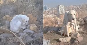 Mamma cagnolina affamata e denutrita non smette di lottare per i suoi cuccioli (VIDEO)