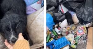 Cucciolo abbandonato in una discarica: i suoi occhi imploravano aiuto