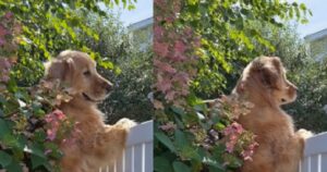 I vicini di casa cucinano hamburger e il Golden Retriever è il primo ad accorgersene (VIDEO)