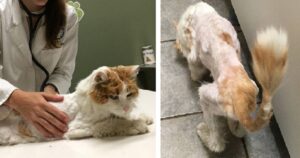 Gatto anziano di 15 anni maltrattato dal padrone viene abbandonato in strada: non poteva più camminare