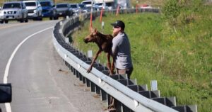 Cucciolo di alce in difficoltà deve attraversare la strada per riunirsi alla madre: un uomo lo aiuta