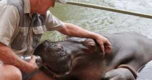 Salvata quando era solo una cucciola di ippopotamo, oggi Jessica rimane grata ai suoi soccorritori (VIDEO)