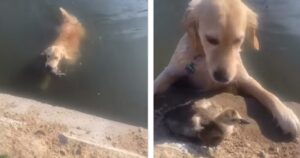 Golden Retriever corre a salvare una papera dall’annegamento (VIDEO)