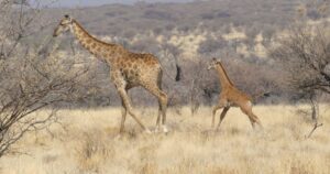 Avvistato il secondo caso al mondo di giraffa senza macchie: è nata in Namibia