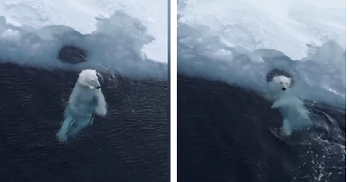 L'orso bianco si diverte in acqua e si muove come se stesse danzando ...