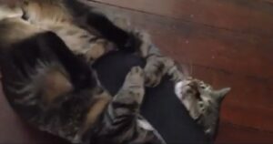 Il gattino si impossessa della ciabatta e non vuole restituirla. La sua espressione è tutta da ridere (VIDEO)