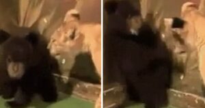 La presenza inaspettata di un cucciolo di leone prende alla sprovvista un piccolo di orso: la sua reazione è incredibile (VIDEO)
